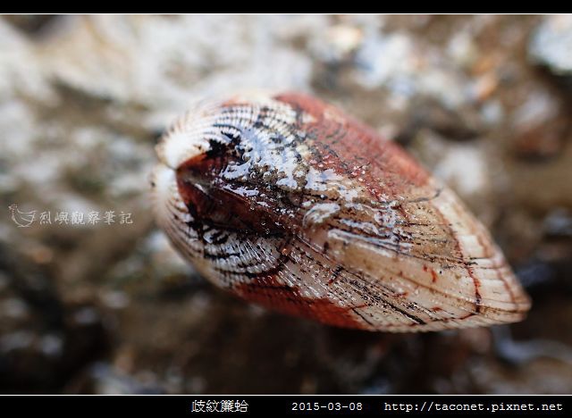 歧紋簾蛤_10.jpg