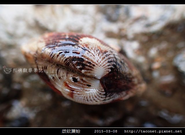 歧紋簾蛤_09.jpg