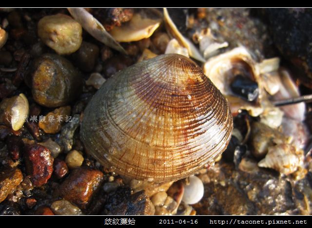 歧紋簾蛤_06.jpg