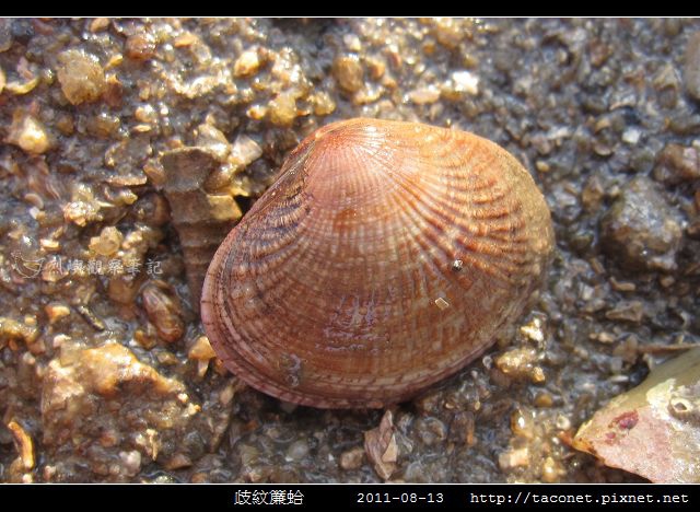 歧紋簾蛤_05.jpg