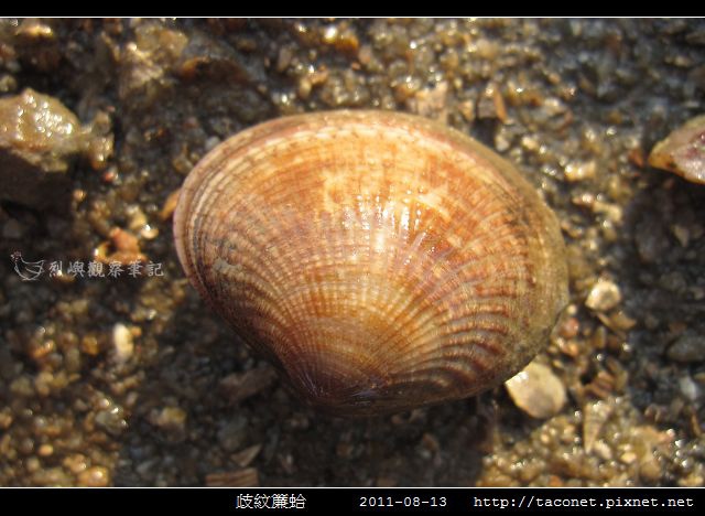 歧紋簾蛤_03.jpg