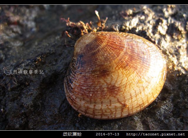 歧紋簾蛤_02.jpg
