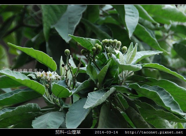 茄科-山煙草_02.jpg