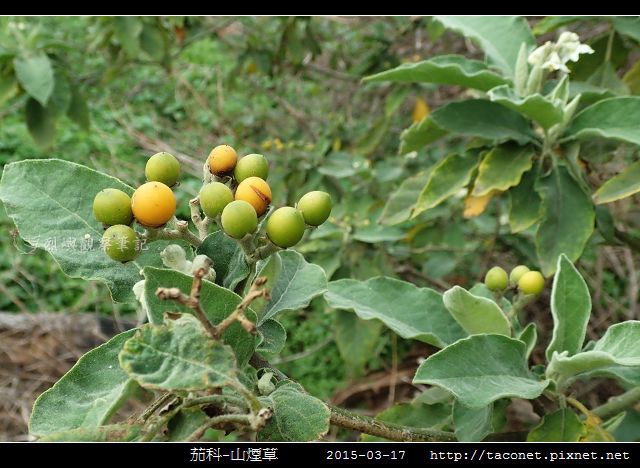 茄科-山煙草_10.jpg