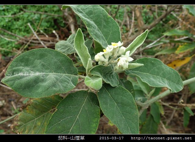 茄科-山煙草_09.jpg