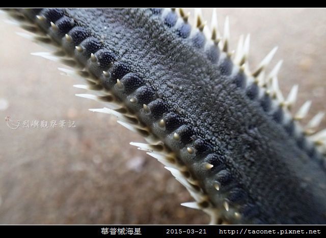 華普槭海星_05.jpg