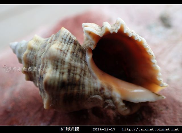 細腰岩螺_08.jpg
