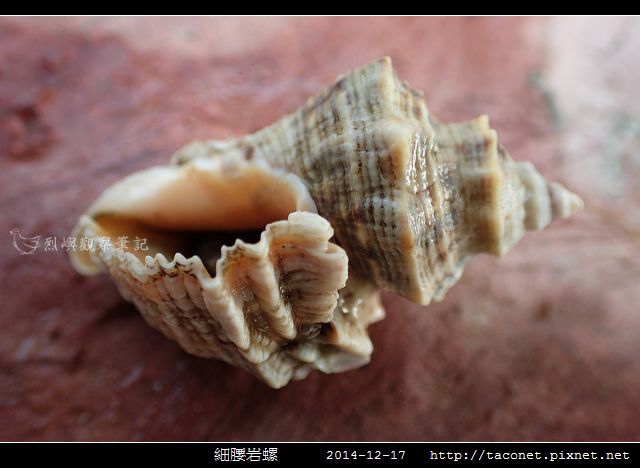 細腰岩螺_07.jpg