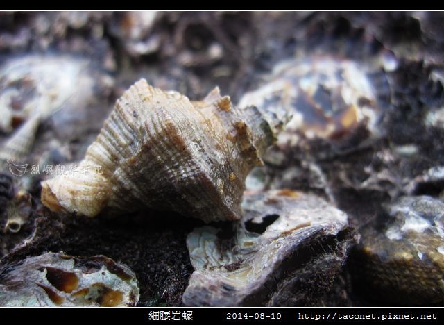 細腰岩螺_02.jpg