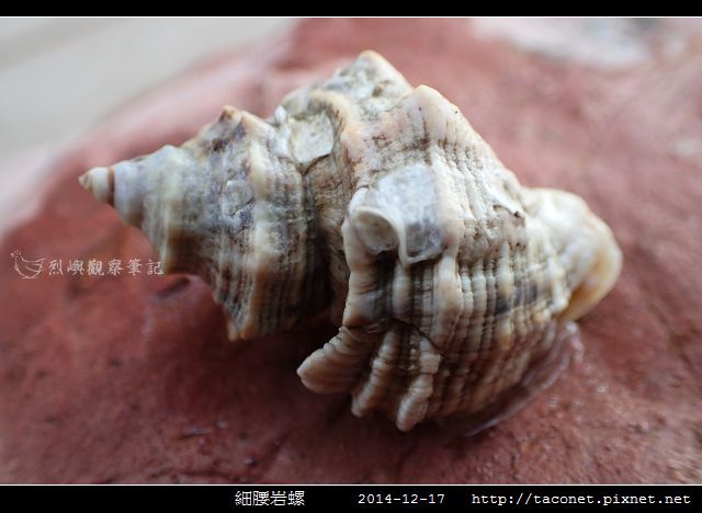 細腰岩螺_06.jpg