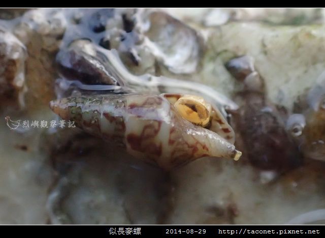 似長麥螺_01.jpg