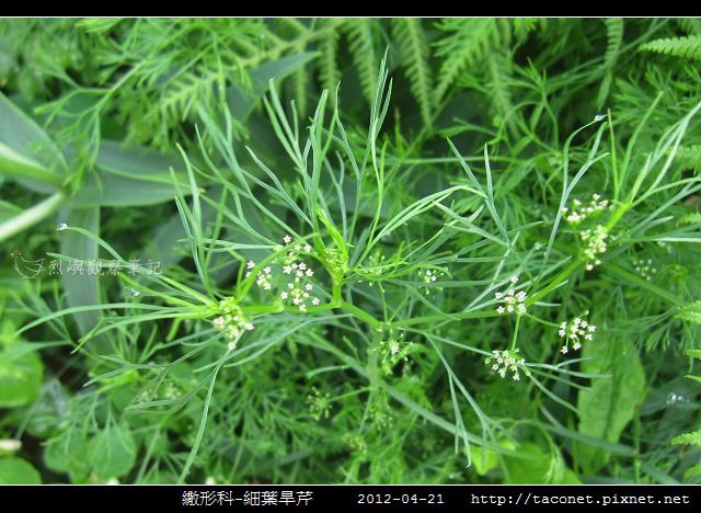 繖形科-細葉旱芹_07.jpg
