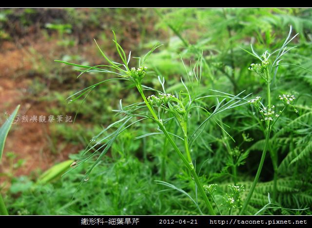 繖形科-細葉旱芹_06.jpg
