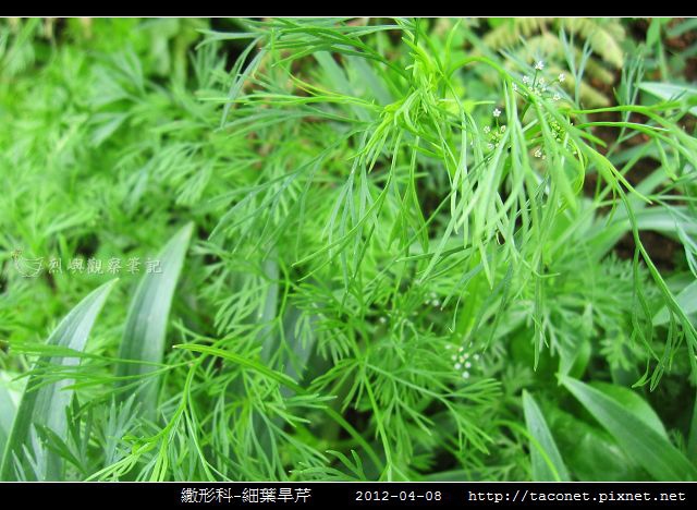繖形科-細葉旱芹_03.jpg