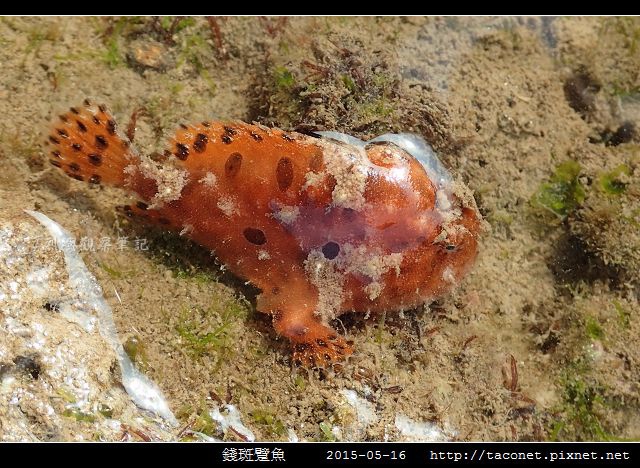 錢斑躄魚_07.jpg