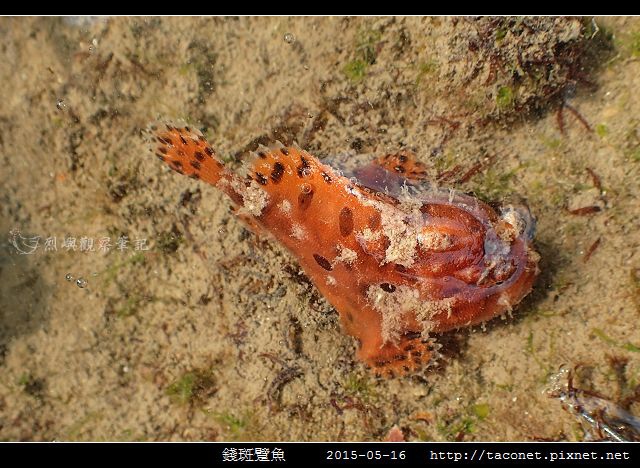 錢斑躄魚_06.jpg