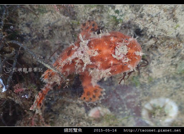 錢斑躄魚_04.jpg
