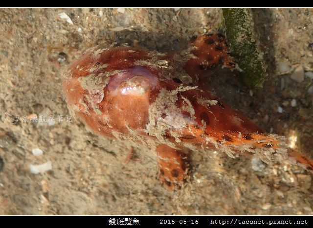 錢斑躄魚_01.jpg