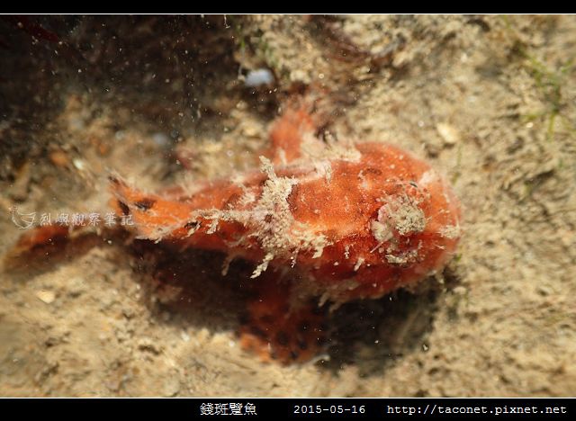 錢斑躄魚_02.jpg