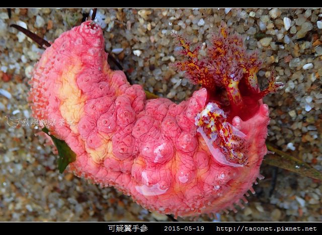 可疑翼手參_06.jpg