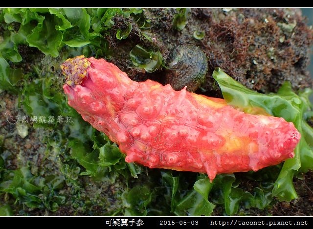 可疑翼手參_05.jpg