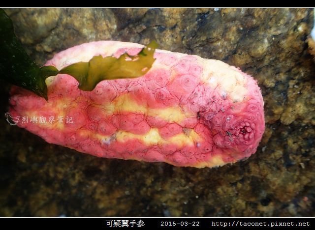 可疑翼手參_04.jpg