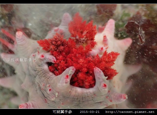 可疑翼手參_03.jpg