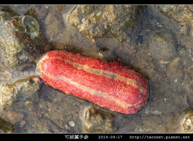 可疑翼手參_02.jpg