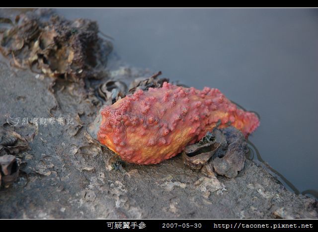 可疑翼手參_01.jpg