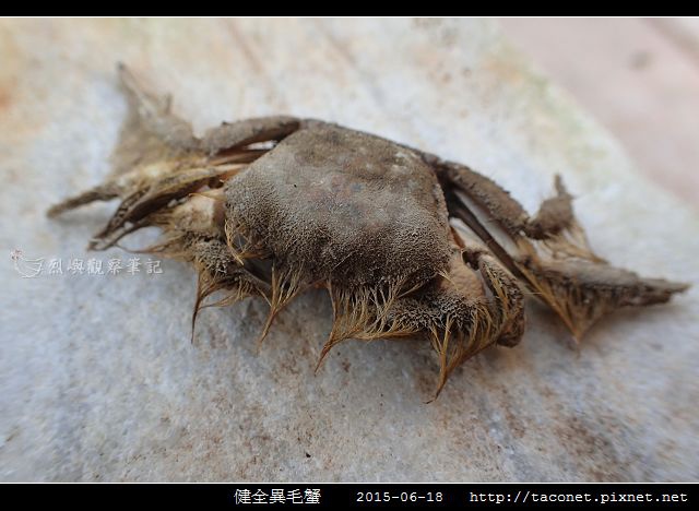 健全異毛蟹_10.jpg