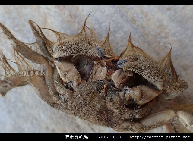健全異毛蟹_11.jpg