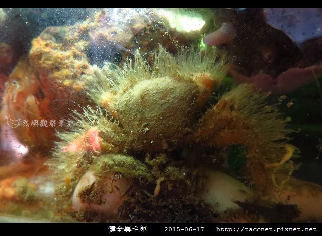 健全異毛蟹_01.jpg
