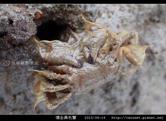健全異毛蟹_03.jpg