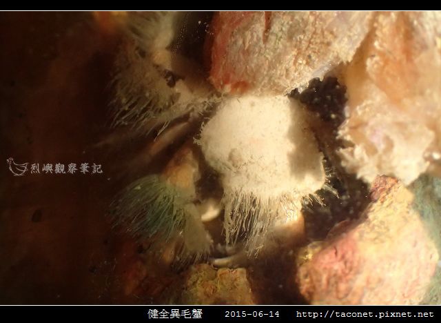 健全異毛蟹_08.jpg