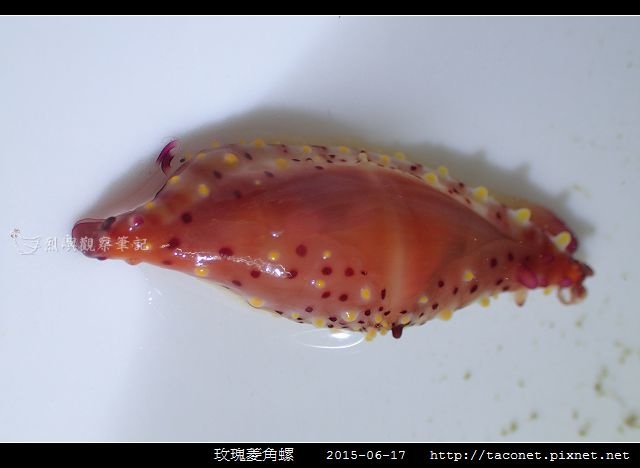 玫瑰菱角螺_05.jpg