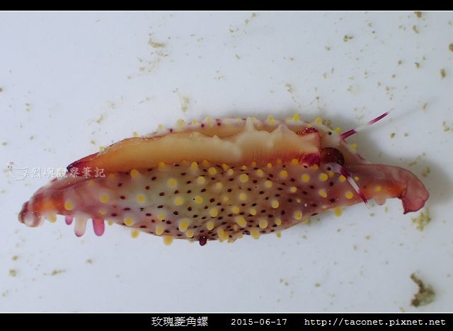 玫瑰菱角螺_03.jpg