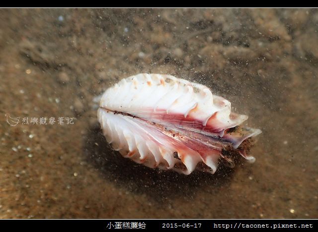 小蛋糕簾蛤-2.jpg