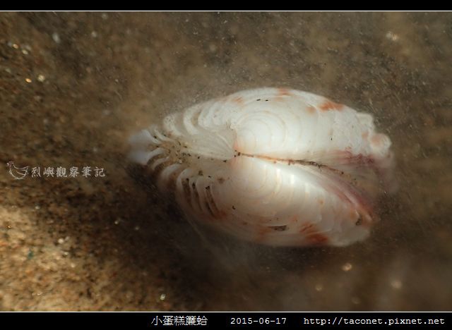小蛋糕簾蛤-3.jpg