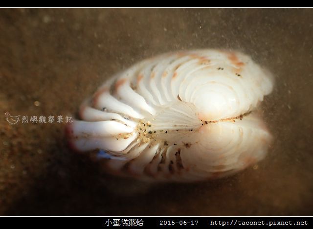 小蛋糕簾蛤-4.jpg