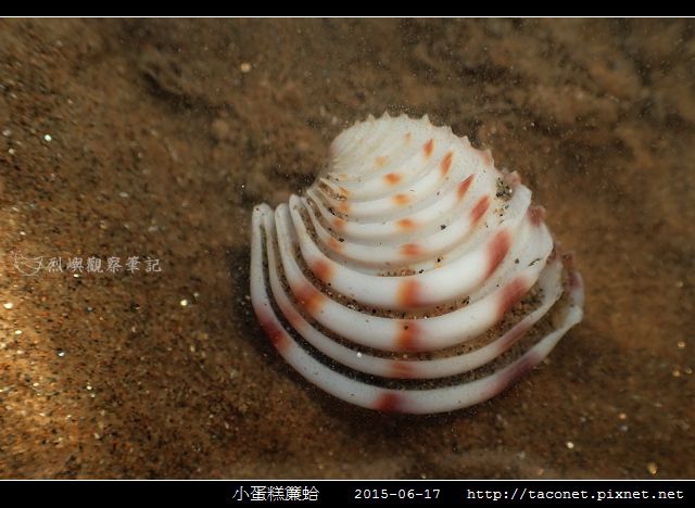 小蛋糕簾蛤-1.jpg