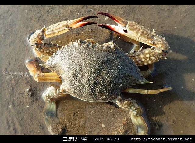 三疣梭子蟹_05.jpg