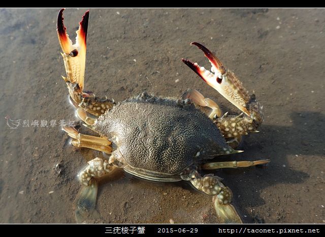 三疣梭子蟹_04.jpg