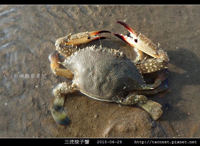 三疣梭子蟹_02.jpg