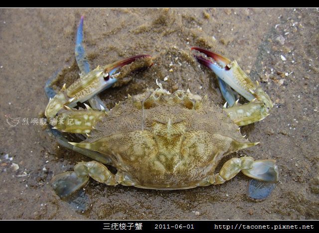 三疣梭子蟹_01.jpg