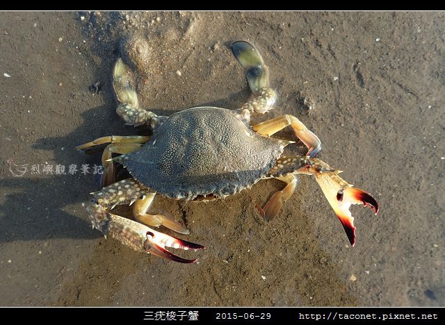 三疣梭子蟹_03.jpg