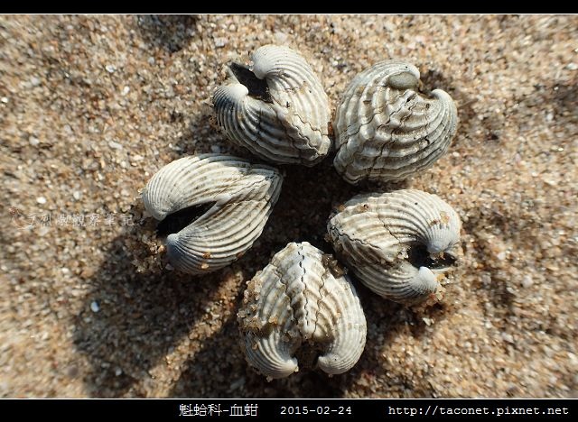 魁蛤科-血蚶_05.jpg