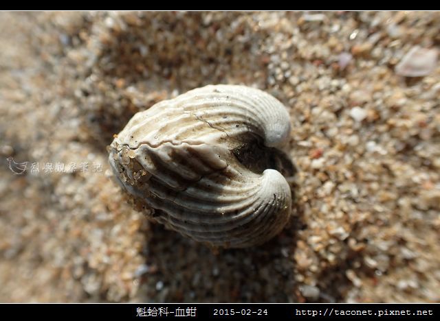 魁蛤科-血蚶_03.jpg