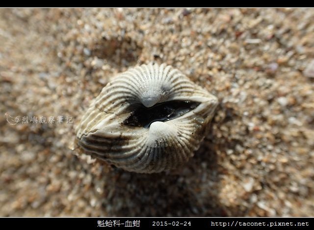 魁蛤科-血蚶_02.jpg