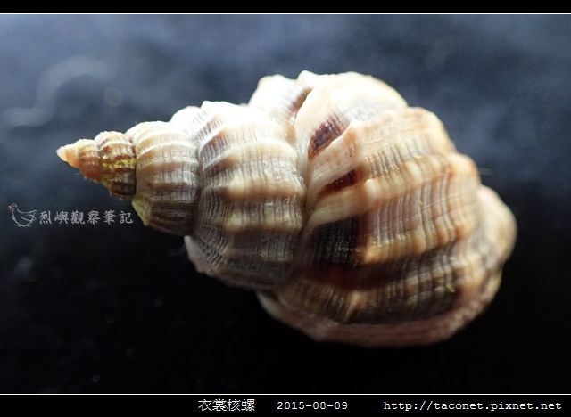 衣裳核螺_08.jpg