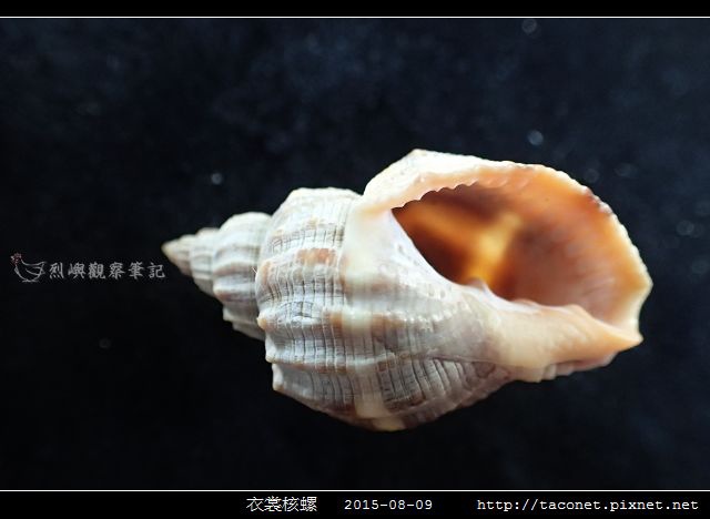 衣裳核螺_07.jpg
